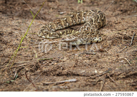 Puff adder feeding on a mouse. 27593867