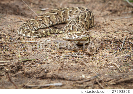 Puff adder feeding on a mouse. 27593868