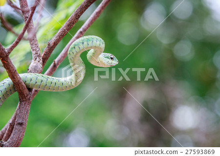Green mamba on a branch. 27593869