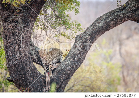 Leopard in a tree with a Zebra kill. 27593877