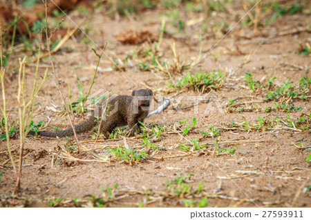 Dwarf mongoose starring at the camera. Dwarf mongoose starring at the camera. 27593911