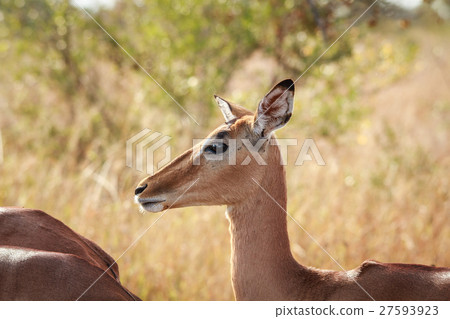 Side profile of a female Impala. Side profile of a female Impala. 27593923