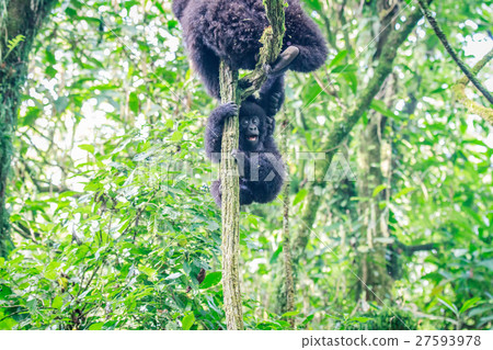 Baby Mountain gorilla playing in a tree. Baby Mountain gorilla playing in a tree. 27593978