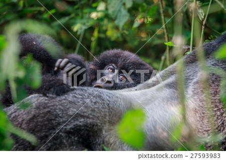 Baby Mountain gorilla hiding behind a Silverback. Baby Mountain gorilla hiding behind a Silverback. 27593983