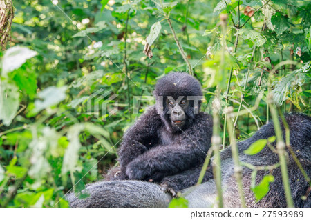 Baby Mountain gorilla sitting on a Silverback. Baby Mountain gorilla sitting on a Silverback. 27593989