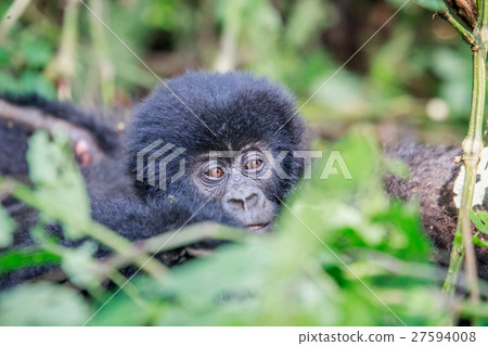 Close up of a baby Mountain gorilla. Close up of a baby Mountain gorilla. 27594008