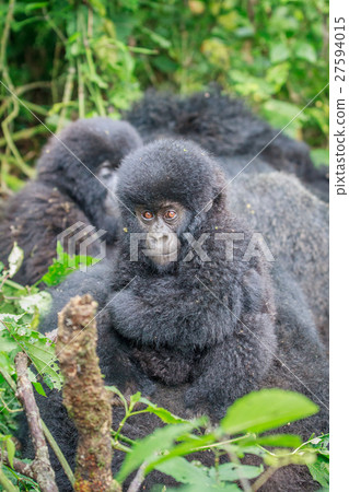 Baby Mountain gorilla sitting in leaves. Baby Mountain gorilla sitting in leaves. 27594015