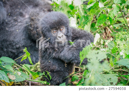 Baby Mountain gorilla sitting in leaves. Baby Mountain gorilla sitting in leaves. 27594038
