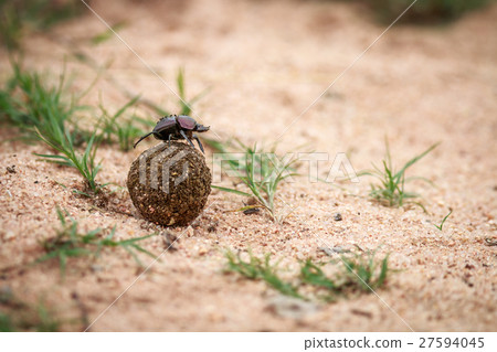 图库照片: dung beetle rolling a ball of dung.