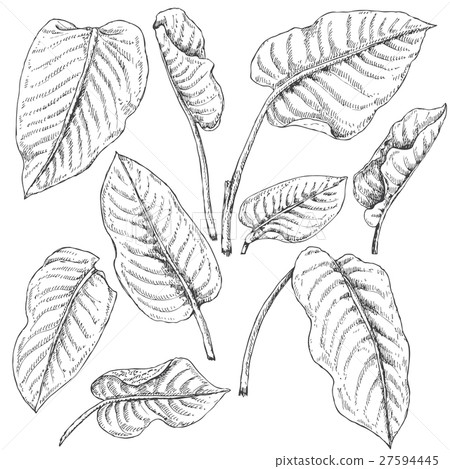 Dieffenbachia Leaves  Sketch 27594445
