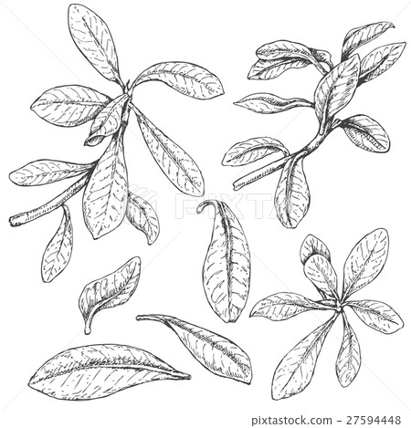 Ficus Branches  Sketch 27594448