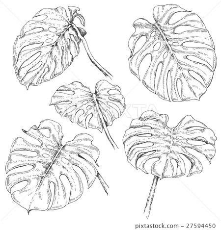 Monstera Fronds Sketch Monstera Fronds Sketch 27594450