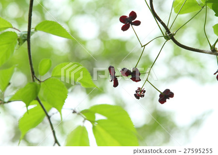 Akebi flower Akebi flower 27595255