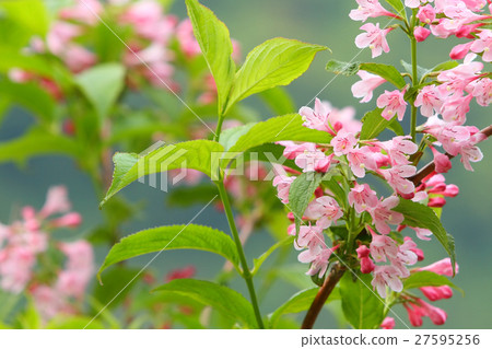 Taniutsugi coloring spring 27595256