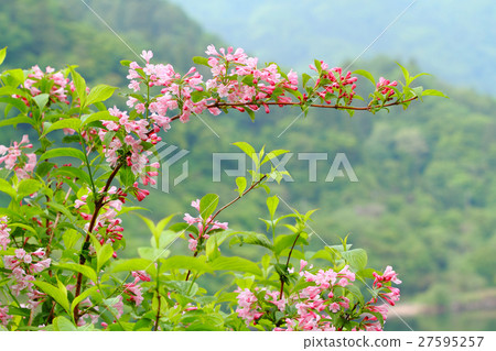 Taniutsugi coloring spring 27595257