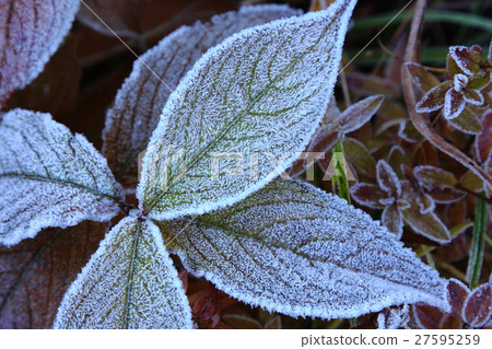 Frost morning 27595259
