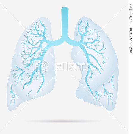 Human lungs anatomy for asthma, tuberculosis Human lungs anatomy for asthma, tuberculosis 27595330