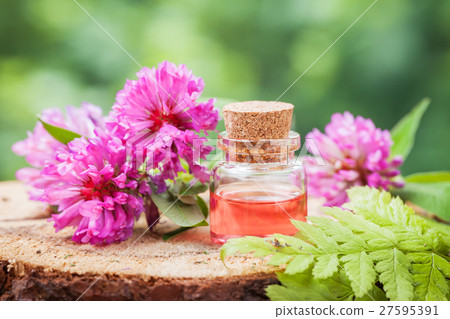 Bottle of elixir or oil and bunch of clover Bottle of elixir or oil and bunch of clover 27595391