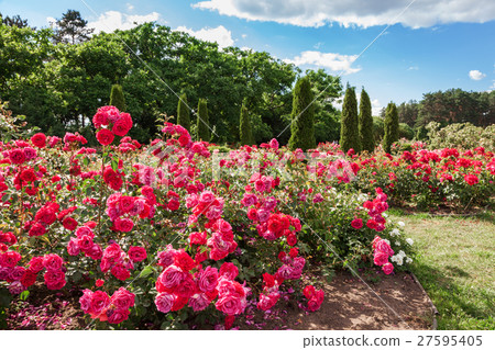 Roses bed on garden landscape 27595405
