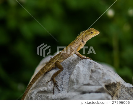 Lizard on the rock 27596006