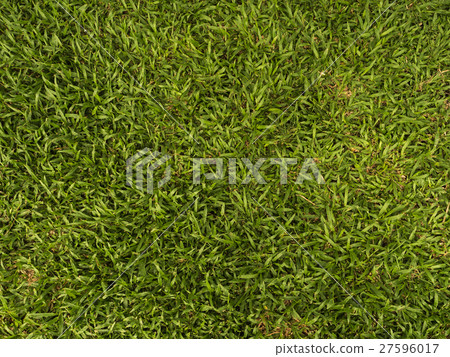 Pattern Of grass 27596017