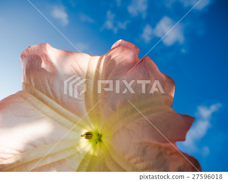 Pink flower against the blue sky 27596018