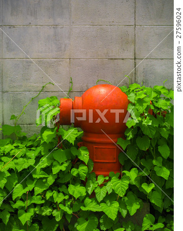 Red fire hydrant is covered with plant Red fire hydrant is covered with plant 27596024