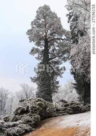 Pine branch with long needles covered with frost Pine branch with long needles covered with frost 27596158