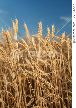 wheat field . harvesting.  harvest in the . ripe  27596544