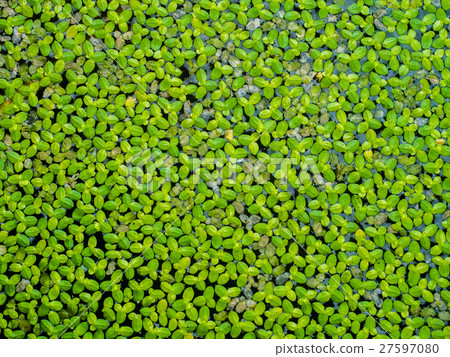 water fern 27597080