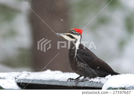 Female Pileated Woodpecker, (Dryocopus pileatus). 27597687