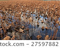 Withering lotus pond 27597882