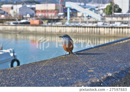Bear isohiodori in Lake Biwa at midwinter Bear isohiodori in Lake Biwa at midwinter 27597883