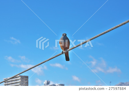 Bear isohiodori in Lake Biwa at midwinter 27597884