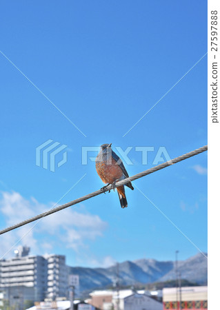 Bear isohiodori in Lake Biwa at midwinter 27597888