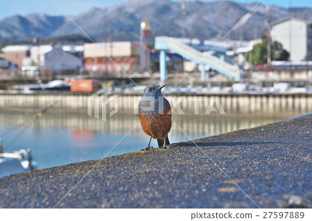 Bear isohiodori in Lake Biwa at midwinter 27597889