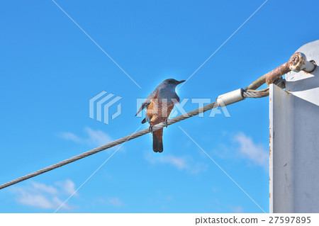 Bear isohiodori in Lake Biwa at midwinter Bear isohiodori in Lake Biwa at midwinter 27597895