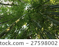  Bamboo grove 27598002