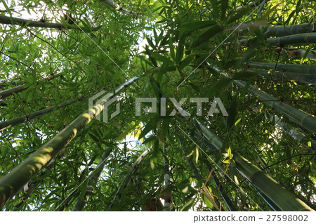  竹林 27598002