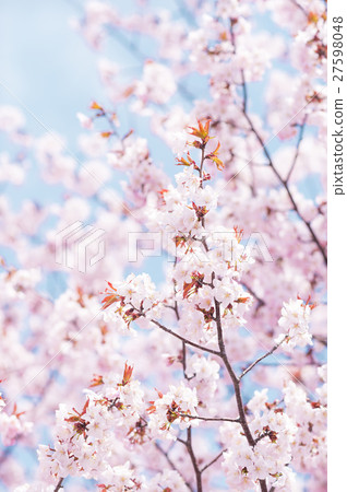 Sakura (high key) Sakura (high key) 27598048