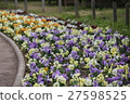 Pansy flower bed 27598525
