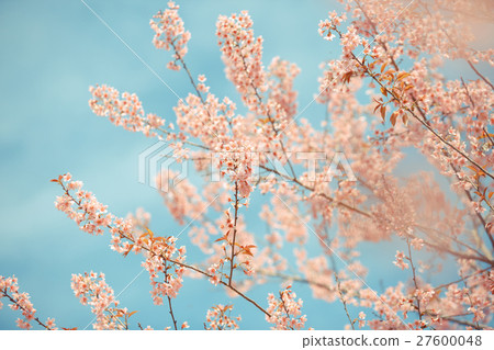 Wild Himalayan Cherry spring blossom 27600048