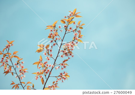 Wild Himalayan Cherry spring blossom 27600049