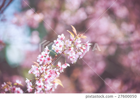 Wild Himalayan Cherry spring blossom 27600050
