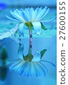 睡蓮 27600155