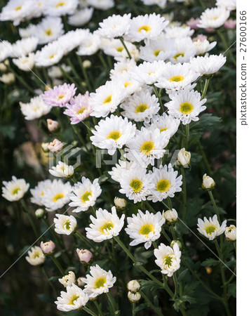 White chrysanthemum bunch. 27600166