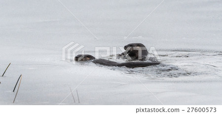 North American river otters (Lontra canadensis). 27600573