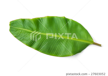 banana leaf isolated on white background banana leaf isolated on white background 27603052