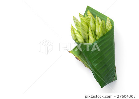 moon flower Ipomoea alba 27604305