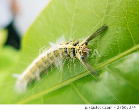 Worm on green leaf macro shallow depth of field Worm on green leaf macro shallow depth of field 27605374